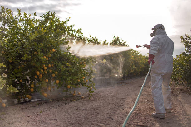 Reliable Tubac, AZ Pest Control Solutions