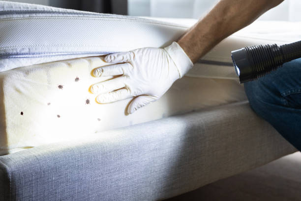 Best Mosquito Control Services  in Tubac, AZ