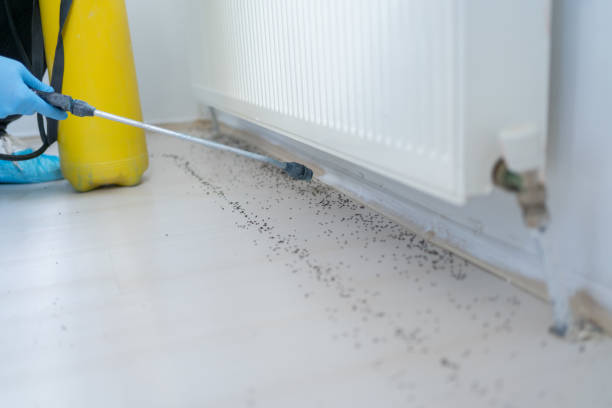 Best Flea Control Services  in Tubac, AZ